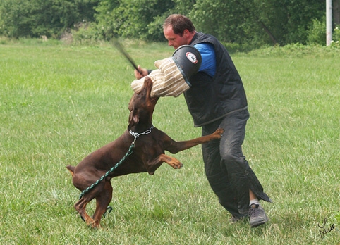 Dogs in training 6/2007